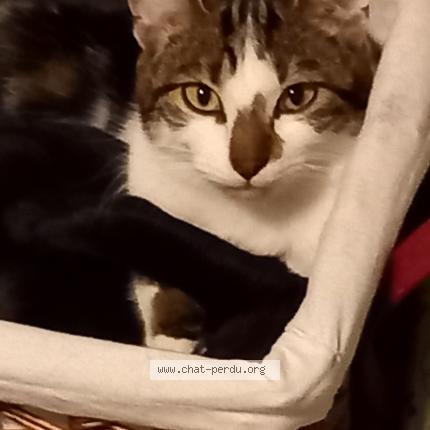 Foto 1/1 Leo Chat perdido en Pierres