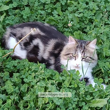 Foto 1/1 Rikiss Chat perdido en St vallier