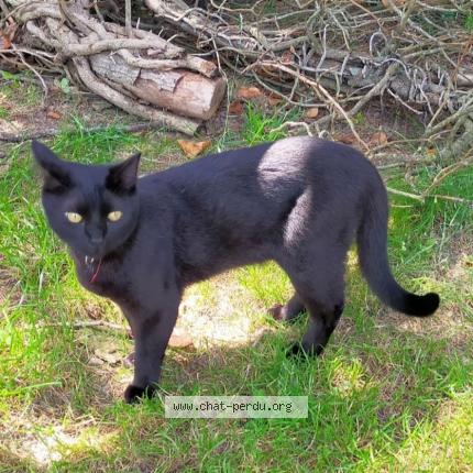 Foto 1/1 Blabla Chat perdido en Segre