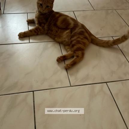 Foto 1/1 Tintin Chat perdido en Fleurance