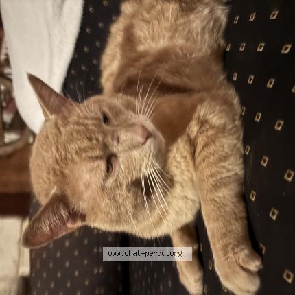 Foto 1/1 Patate Chat perdido en Argenvilliers