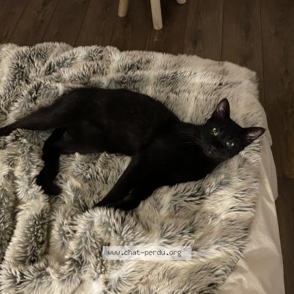 Foto 1/1 Akira Chat perdido en Ambazac