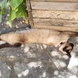 Foto del gato perdido en La Devise