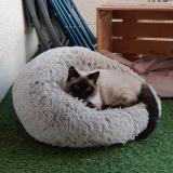 Foto del gato perdido en Thurins