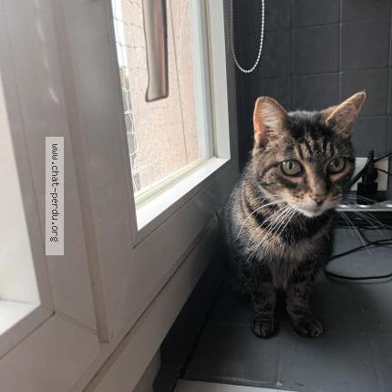 Foto 1/2 Gato encontrado Encontrado en Montreuil