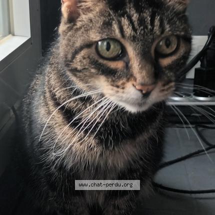 Foto 2/2 Gato encontrado Encontrado en Montreuil