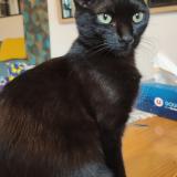 Foto del gato perdido en Saint Maximin La Sainte Baume