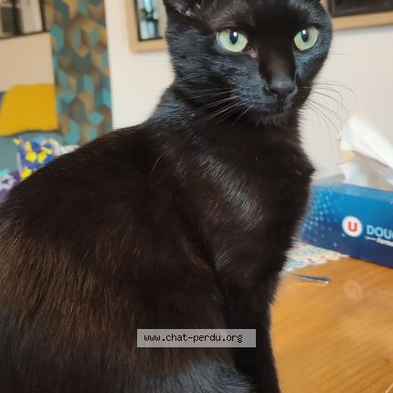 Foto 1/1 Padou Chat perdido en Saint maximin la sainte baume