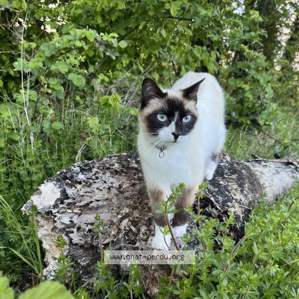 Foto 1/1 Una Chat perdido en Licey sur vingeanne