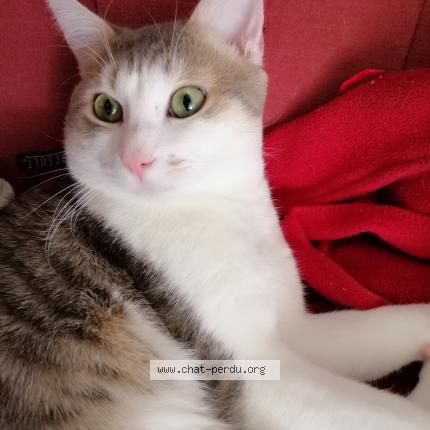 Foto 1/2 Antar Chat perdido en Le kremlin bicetre