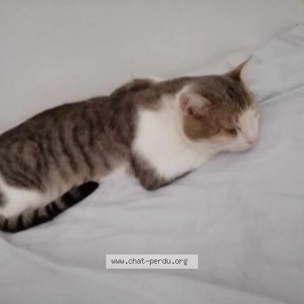 Foto 2/2 Antar Chat perdido en Le kremlin bicetre