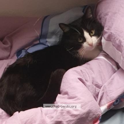 Foto 1/1 Ivar Chat perdido en Fesches le chatel