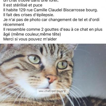 Foto 1/1 PUPUCE Chat perdido en Biscarrosse