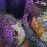 Foto del gato perdido en Chennai