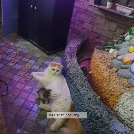 Foto 1/1 Liya Chat perdido en Chennai