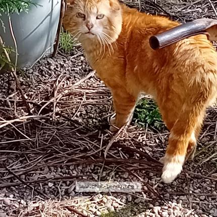 Foto 1/1 Pacha Chat perdido en Rouvres en xaintois