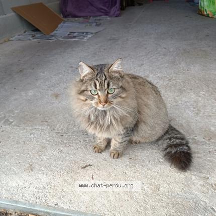 Foto 1/1 Zoé Chat perdido en La demie