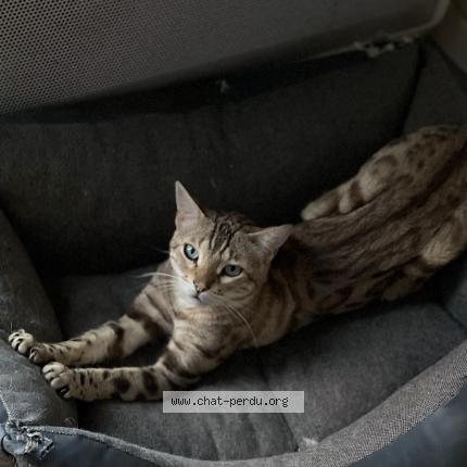 Foto 1/1 Rajah Chat perdido en Coignieres