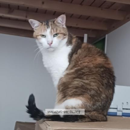 Foto 1/1 Maggie Chat perdido en Grenoble