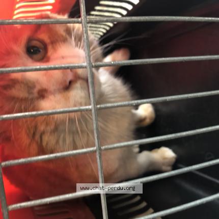 Foto 1/1 Gato encontrado Encontrado en Olivet