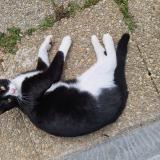 Foto del gato perdido en Le Pallet