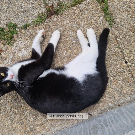 Foto 1/1 Onyx Chat perdido en Le pallet