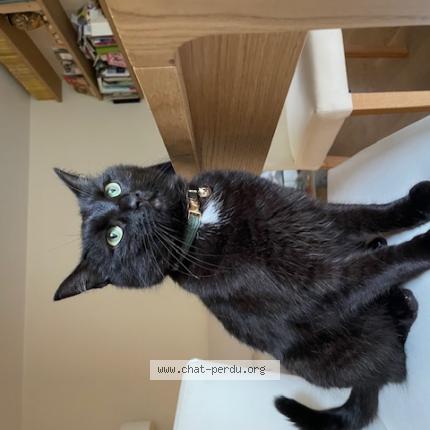 Foto 1/1 CHARLIE Chat perdido en Montigny les monts