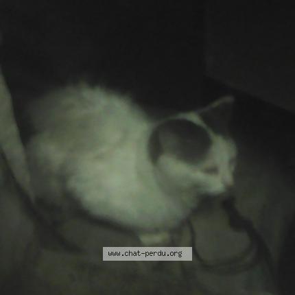 Foto 1/1 Gato encontrado Encontrado en Louerre