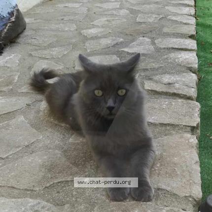 Foto 1/1 Wally Chat perdido en Sauzet