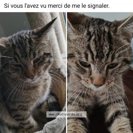 Foto 1/1 Gato encontrado Perdido en Neder over heembeek