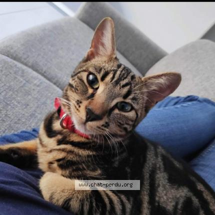 Foto 1/1 RUBY Chat perdido en Benesse maremne