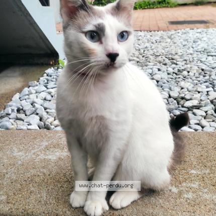 Foto 1/1 Gato encontrado Encontrado en Saumur