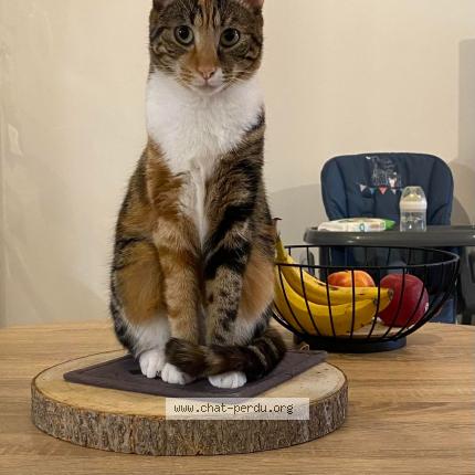 Foto 1/1 PASTELLE Chat perdido en Le rouret