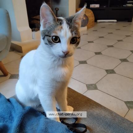 Foto 1/1 CHIPIE Chat perdido en Saint gervais en belin