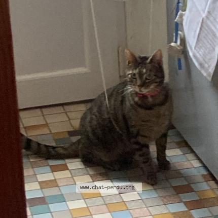 Foto 1/1 Junior Chat perdido en Hennebont