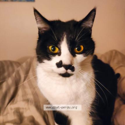 Foto 1/1 Patoune Chat perdido en Troyes