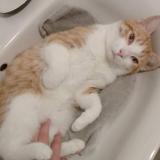 Foto del gato perdido en Hulluch