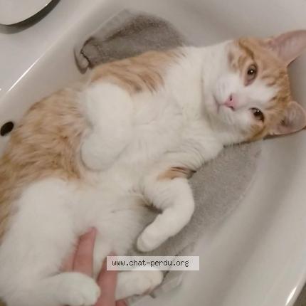 Foto 1/1 Gato encontrado Perdido en Hulluch