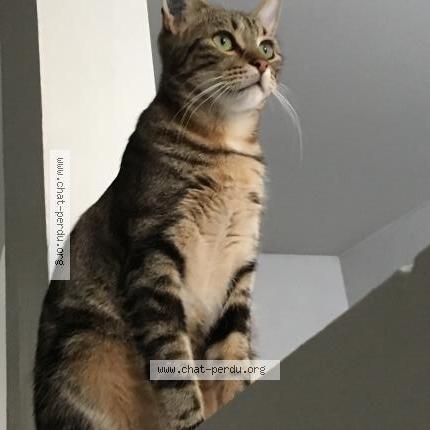 Foto 2/4 BAKOUNINE ou BAKOU Chat perdido en Saint denis