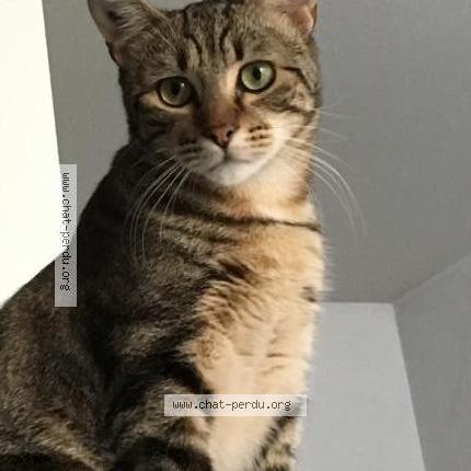 Foto 4/4 BAKOUNINE ou BAKOU Chat perdido en Saint denis