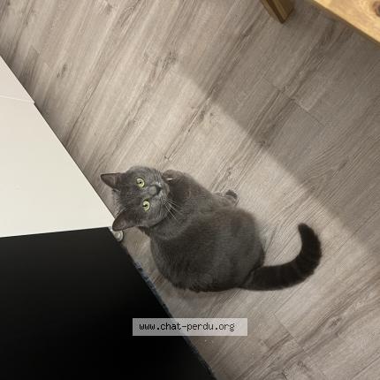 Foto 1/1 Gato encontrado Perdido en Vitry sur seine