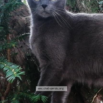 Foto 2/2 Uriel Chat perdido en Branderion