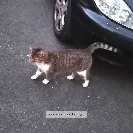 Foto 1/1 Gato encontrado Encontrado en Montamise