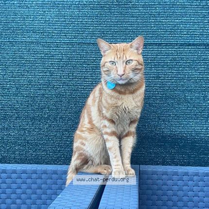 Foto 1/1 D&eacute;sire pas communiquer le prenom Chat perdido en Metz