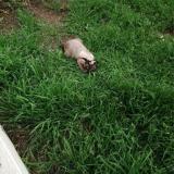 Foto del gato perdido en Excenevex