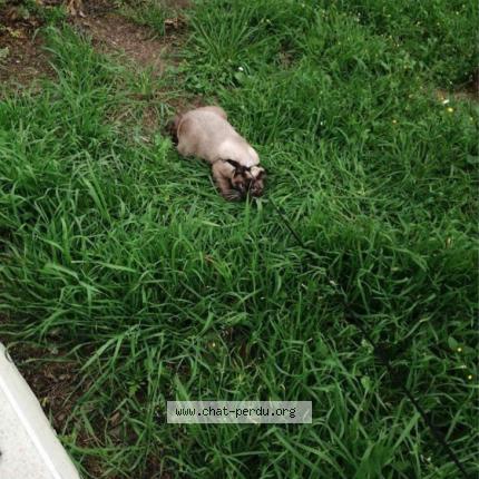 Foto 2/2 Poupy Chat perdido en Excenevex