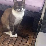 Foto del gato perdido en Fresnes
