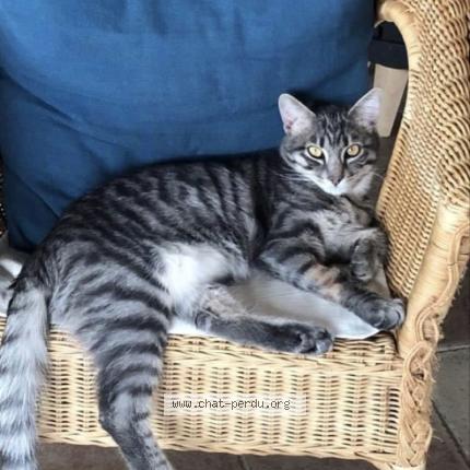 Foto 1/1 TAO Chat perdido en Laize