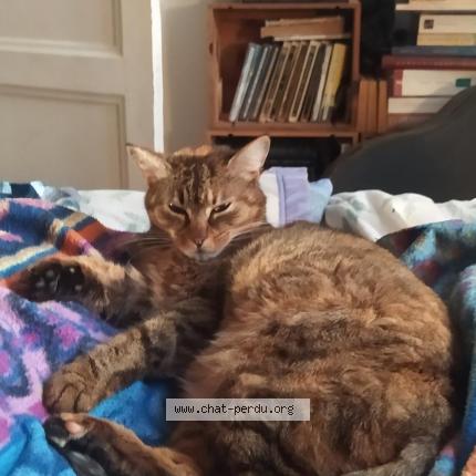 Foto 1/1 Cheyenne Chat perdido en Valence