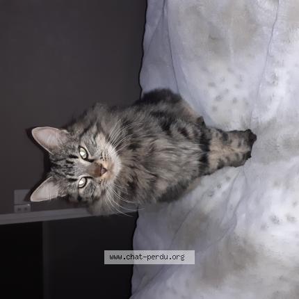 Foto 1/1 hopper Chat perdido en Champeon